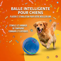 PAWBOOST Stimulation intelligente pour chiens épanouis